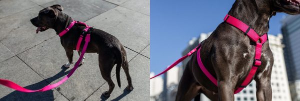 Pink LED | Leash Online - Image 5